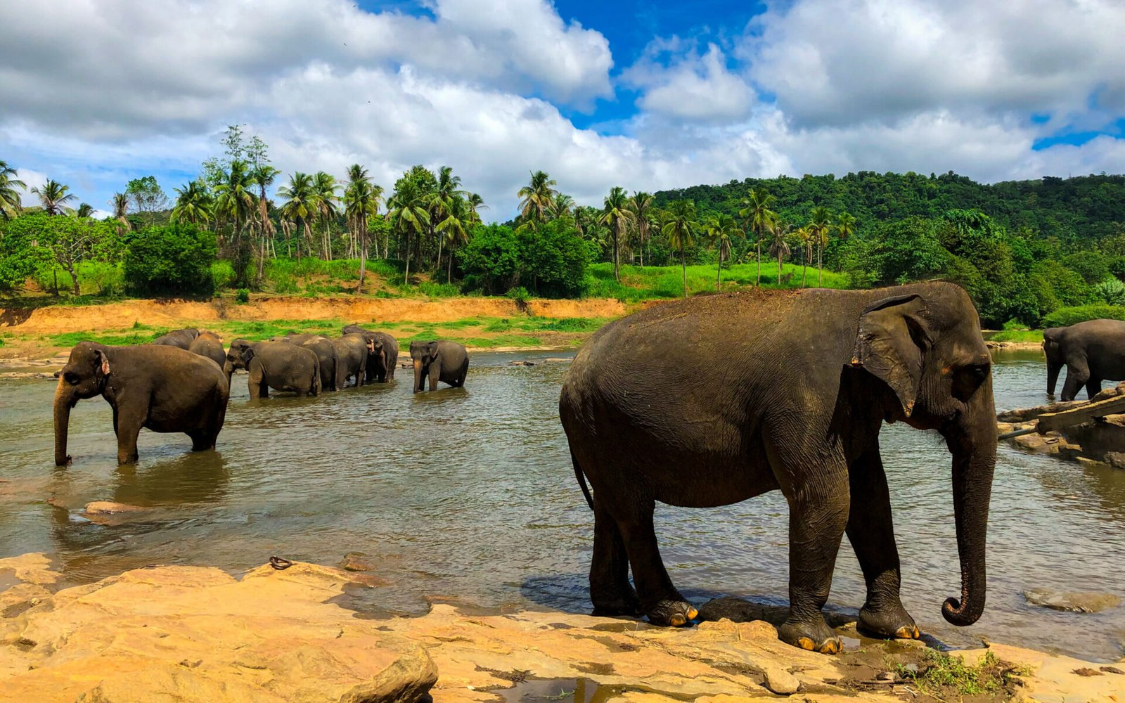 "A herd of elephants is seen walking in a shallow river that flows through the mountains."